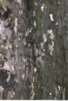 Tree Bark 0027